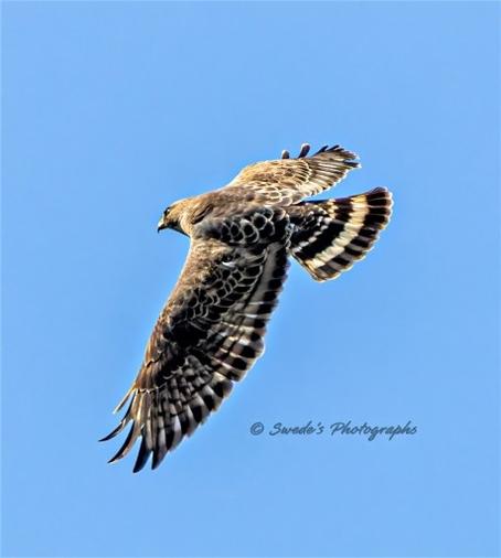 "The image captures a stunning broad-winged hawk soaring through a bright blue sky. Its wings are spread wide, showcasing detailed feather patterns and striking coloration. The bird's body is a mix of rich browns with light and dark streaks, while its tail features bold black-and-white bands. The hawk appears powerful yet graceful in mid-flight, with a sharp gaze and aerodynamic posture. A watermark in the lower right corner credits "Swede's Photographs" as the photographer." - Copilot