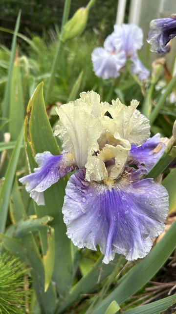 Off white and purple bearded iris