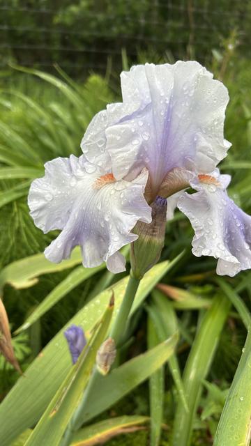 Pale purple bearded iris