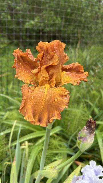 Burnt orange bearded iris.