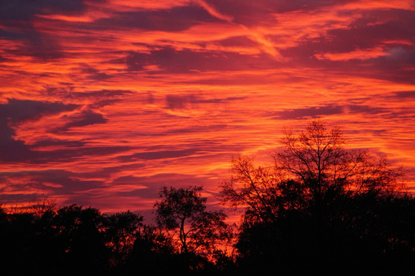 Sunset photo of bright red and orange clouds over a treeline with bare branches reaching up.