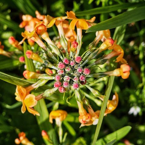 A close-up, top-down photograph showcases a cluster of vibrant orange Primula flowers, likely Primula auricula or a hybrid, featuring darker orange to red centers dusted with a fine white powder. These blossoms are surrounded by fresh green leaves, indicative of a spring garden.