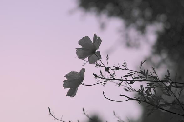 A pair of gentle white flowers against a darkening evening sky.