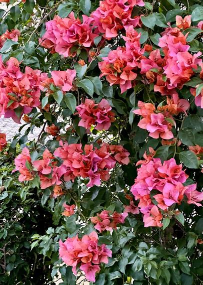A bugambilia shrub in full bloom