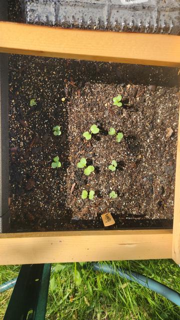 Ten out of sixteen radish seeds germinated in this square. I'll take it. I can see growth every time I go to water, morning and afternoon.