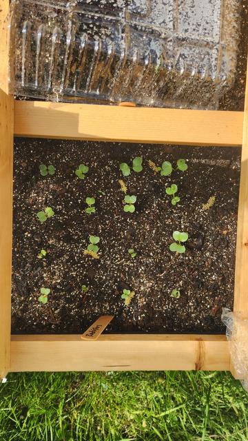 All sixteen seeds germinated in this square! Radishes galore.