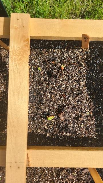 The second square of Rattlesnake pole beans has less activity, but I trust the system and Nature.