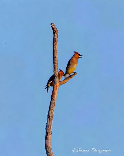 "This image features two cedar waxwings perched atop a dead tree, their sleek plumage and distinctive crests standing out against the sky. The birds' warm brown tones contrast beautifully with the barren branches, and their signature black masks give them a striking, elegant appearance. The scene exudes a sense of quiet observation—two feathered companions surveying their surroundings from their lofty perch. The composition highlights the balance between life and decay, as the vibrant waxwings bring a touch of energy to the stark, weathered branches of the tree." - Copilot