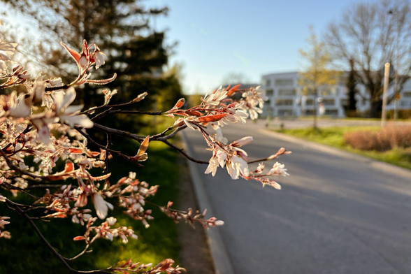 Blüten, im Hintergrund Gebäude
