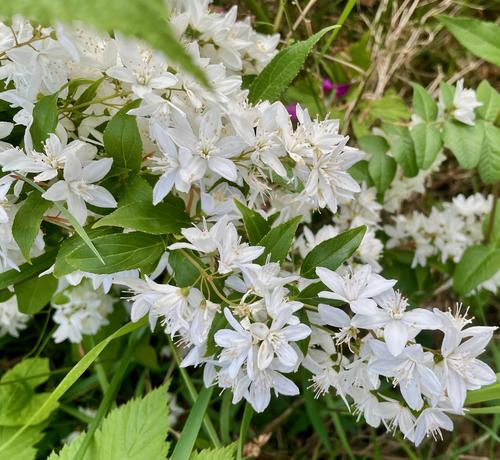 A gorgeous proliferation of white blossoms falling over each other in abundance in a sunny garden. Apple Photos identified them as "slender deutzia or Japanese snow flowers."