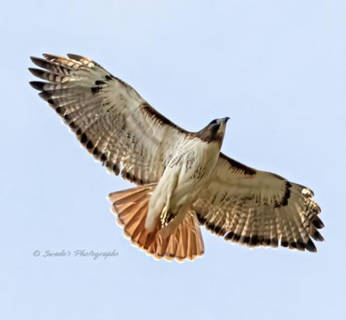 "This image captures a red-tailed hawk (Buteo jamaicensis) soaring high against a vibrant blue sky. Its powerful wings are fully extended, revealing the intricate pattern of feathers that aid in its graceful flight. The hawk's broad tail fans out, showcasing its namesake reddish hue, a defining characteristic of the species. Positioned with keen precision, the bird glides effortlessly, scanning the landscape below with sharp eyes. The contrast between the hawk’s rich brown and white plumage and the open sky gives a sense of freedom, strength, and mastery over the air." - Copilot
