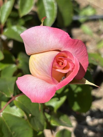 A close-up of a pink and peach Gemini rose bud, surrounded by green leaves. The petals display a gradient of soft colors, creating a delicate appearance.