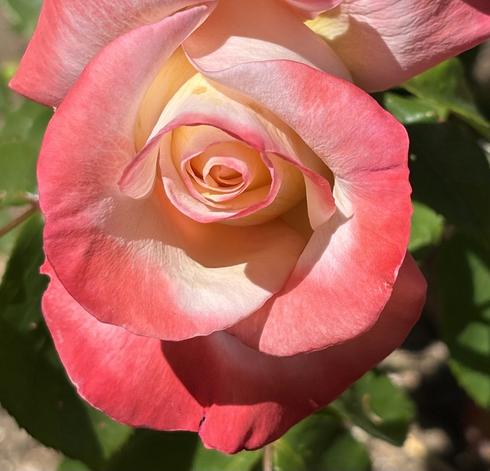A close-up of a pink and cream Gemini rose in full bloom, showcasing its delicate petals and intricate spiral at the center. Green leaves are visible in the background.