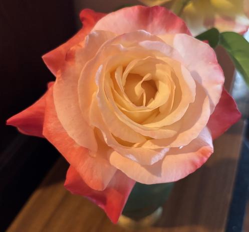 A close-up of a peach and pink Gemini rose, showcasing its soft petals and delicate structure. The background features a hint of greenery.
