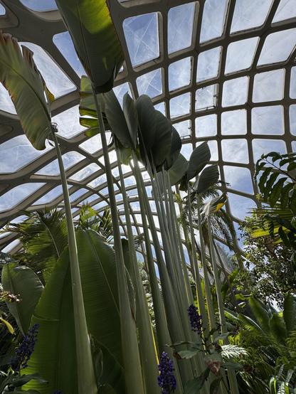Inside the Boettcher Memorial Tropical Conservatory featuring tropical plants agains a checkered glass ceiling