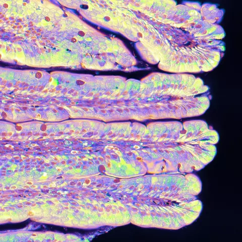 A rat small intestine