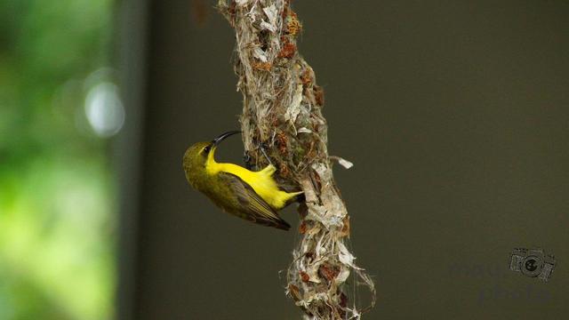 The image features a small bird with a long, curved beak clinging to a hanging nest. The bird has a bright yellow underside and darker wings, and it's on a nest constructed from intertwined fibers and natural materials. The background is blurred, highlighting the bird and its nest.
