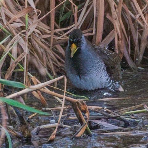 A Sora, in mud.
