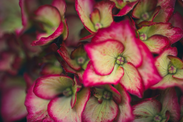 Pink hydrangea with white/green inside, all bunched together