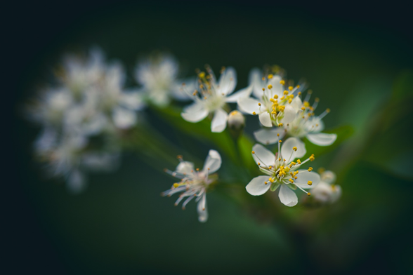 White cherry blossoms on a green background
