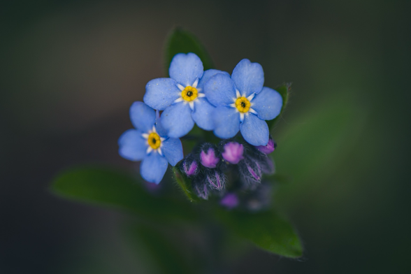 Blue and purple forget-me-nots on a blurred grey background