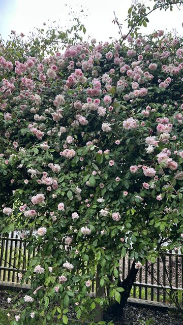 Cecille Brunner climbing rose in full bloom on an arbor.