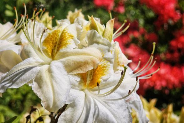 A close-up image shows a Western azalea flower, with its white petals and a vibrant yellow centre. The background is blurred, featuring red and yellow flowers.