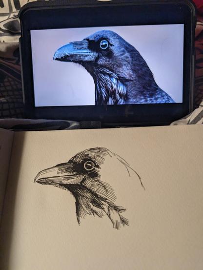 Photo of a sketch in progress. The photo reference of a crow/raven is on an ipad at the top of the photo. Below is a sketchbook page with the bird partially sketched in black ink.