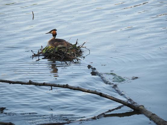 Great crested grebe nesting on a Canal