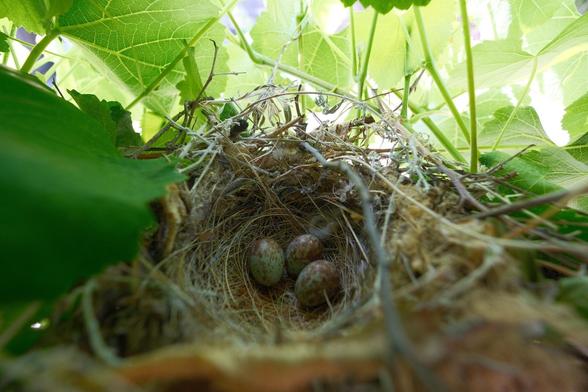 Three Northern Mockingbird eggs with a rust red speckle on a green shell rests in a cozy nest. The nest is in a grapevine. It is shaded by grape leaves, and sunlight is trying stream through.