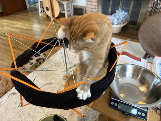 A wire yarn swift is set up on a light coloured wood coffee table. It looks a lot like the wire internals of an umbrella. An orange cat with white toes is climbing up through the swift, using the dark brown yarn it contains to prop himself up. Swifts need to spin in order to work, and this one can’t spin with this damn cat in it.