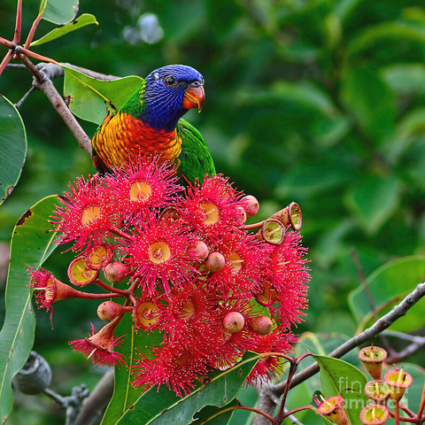 https://fineartamerica.com/saleannouncement.html?id=07b1fdcd7bcc2c4a4da97b28c4e53be4

A nature photograph of a Rainbow Lorikeet resting in a gum tree with red gum nut blossoms.The Rainbow Lorikeet is a nectar eater and loves the nectar that these gum nuts produce.
Captured in a bushy suburb called Lindfield in the north of Sydney, NSW Australia.

By Kaye Menner Photography
https://kaye-menner.pixels.com/featured/lorikeet-and-gum-nut-blossoms-by-kaye-menner-kaye-menner.html

THE FINE ART AMERICA LOGO WILL NOT APPEAR ON PURCHASED PRINTS OR PRODUCTS.

[Courtesy Wikipedia]
The rainbow lorikeet (Trichoglossus moluccanus) is a species of parrot found in Australia. It is common along the eastern seaboard, from northern Queensland to South Australia and Tasmania. Its habitat is rainforest, coastal bush and woodland areas. Several taxa traditionally listed as subspecies of the rainbow lorikeet are now treated as separate species (see Taxonomy).
Rainbow lorikeets have been introduced to Perth, Western Australia, Auckland, New Zealand and Hong Kong.

[Courtesy http://www.torbaytreefarmers.com.au]
Corymbia calophylla, Marri, Red Gum
The Marri is closely related to the Red-flowering gum (Corymbia ficifolia) but is generally much larger, with a thicker trunk, white or pink flowers and larger nuts (fruits). It is found through varying regions in the southwest of WA and as such can tolerate wide-ranging soil types and sites. Flowers arrive in late summer often in profuse and showy displays.