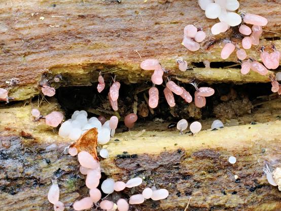 Several slime molt, white and pale pink small tubes and spheres, on a rotting poplar tree.