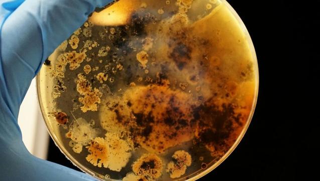 Saarvienin A: A New Glycopeptide Antibiotic Effective Against Resistant Bacteria