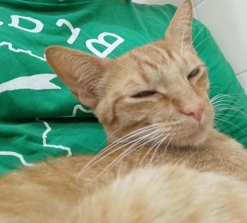 a photo of octo's orange tabby kitten snuggling up on octo's lap squinting into the camera comfortably. octo is wearing a green shirt