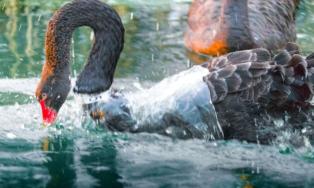A swan sliding back into the water. Water envelops the swan like a garment. There's a glimpse of swans around to watch. The wettened swan has a throat tag identifying the individual as swan "T05"
