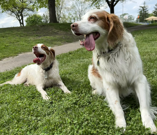 Dogs panting in the park