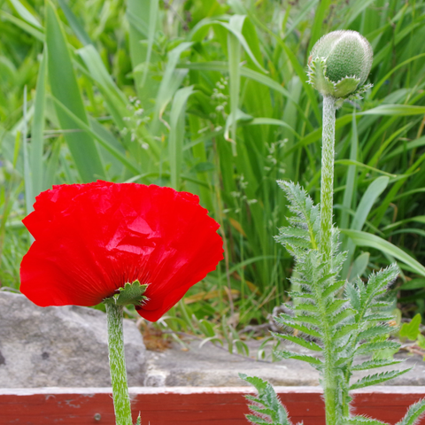 Links eine rote Blüte beim Entfalten, rechts eine grüne Knospe.