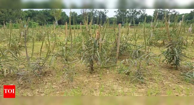 CIMAP develops new variety to save endangered ayurvedic herb | Lucknow News