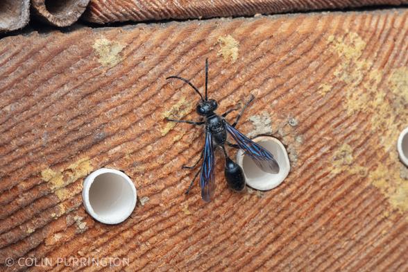 Thin waisted black wasp with blue-tinged wings resting on a wood block with several holes lined with white paper drinking straws.