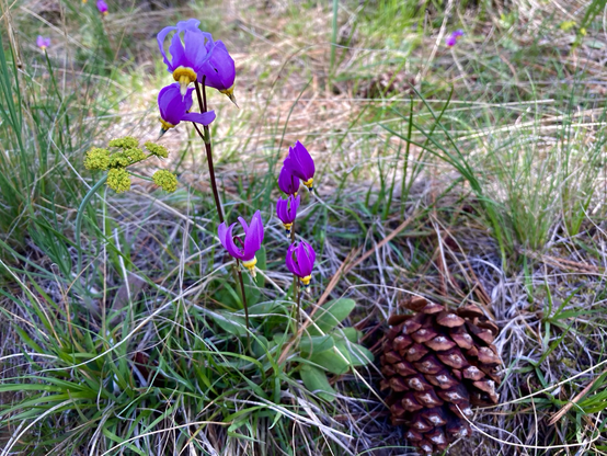 A yellow spring gold, a magenta shooting star, and a pine cone lie on a bed of grass and pine needles.