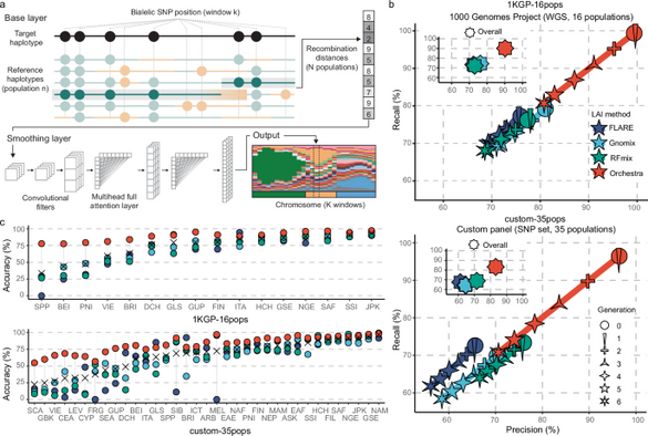 Tracing human genetic histories and natural selection with precise local ancestry inference