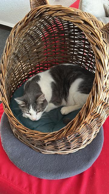 A grey and white cat, fast asleep inside a wicker basket.