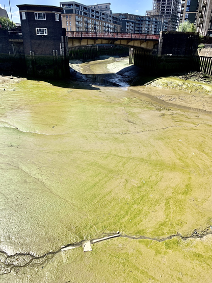 Massive expanse of yellowish green mud under a bridge