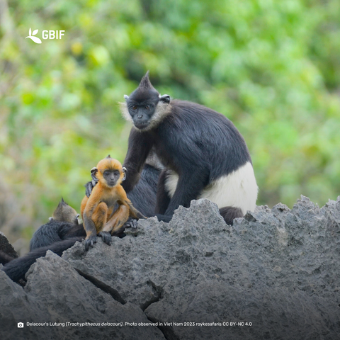 photograph of two primates sitting on a rock
