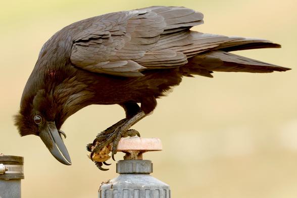a huge black bird hunched over to examine a nut in its talons.
