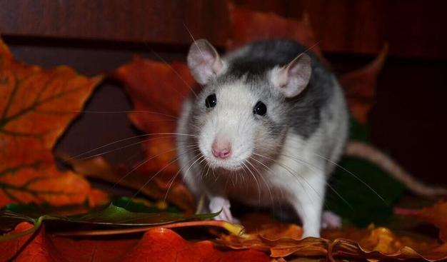 Les rats prolifèrent dans cette ville près de Nice, une femme a retrouvé « des crottes » sur
