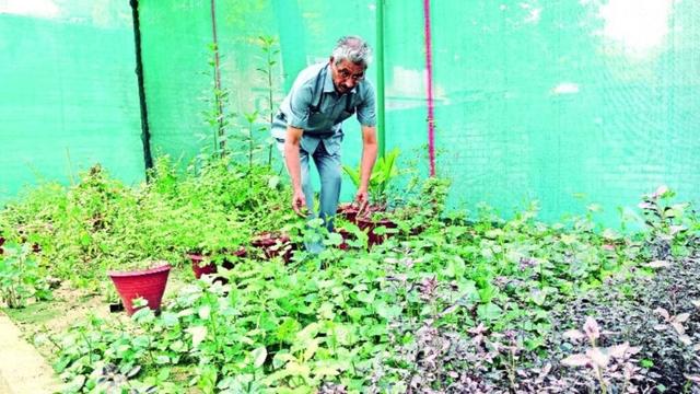 Om Parkash, herbal garden, Chandigarh