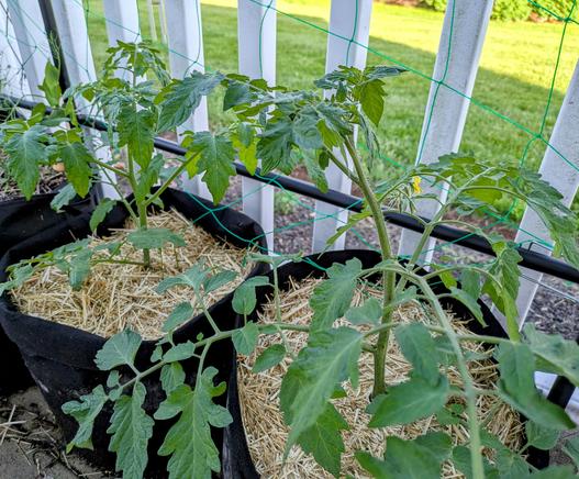 Two cherry tomato plants in a black grow bags. The tomato in the foreground has a single yellow bud.