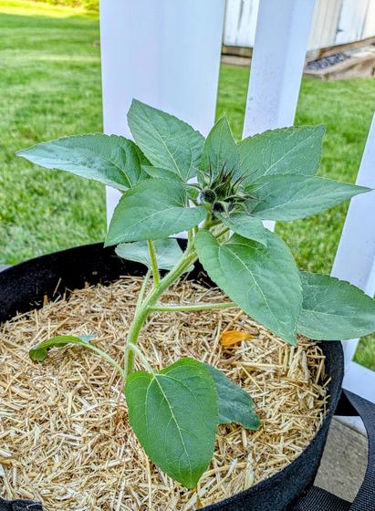 A baby sunflower about a foot high planted in a black grow bag. It already has a bud on top growing.